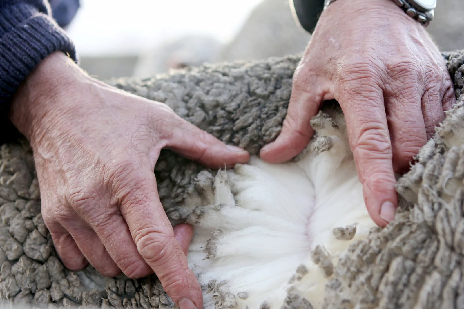 La laine, l'alliée naturelle pour votre bien-être et votre santé