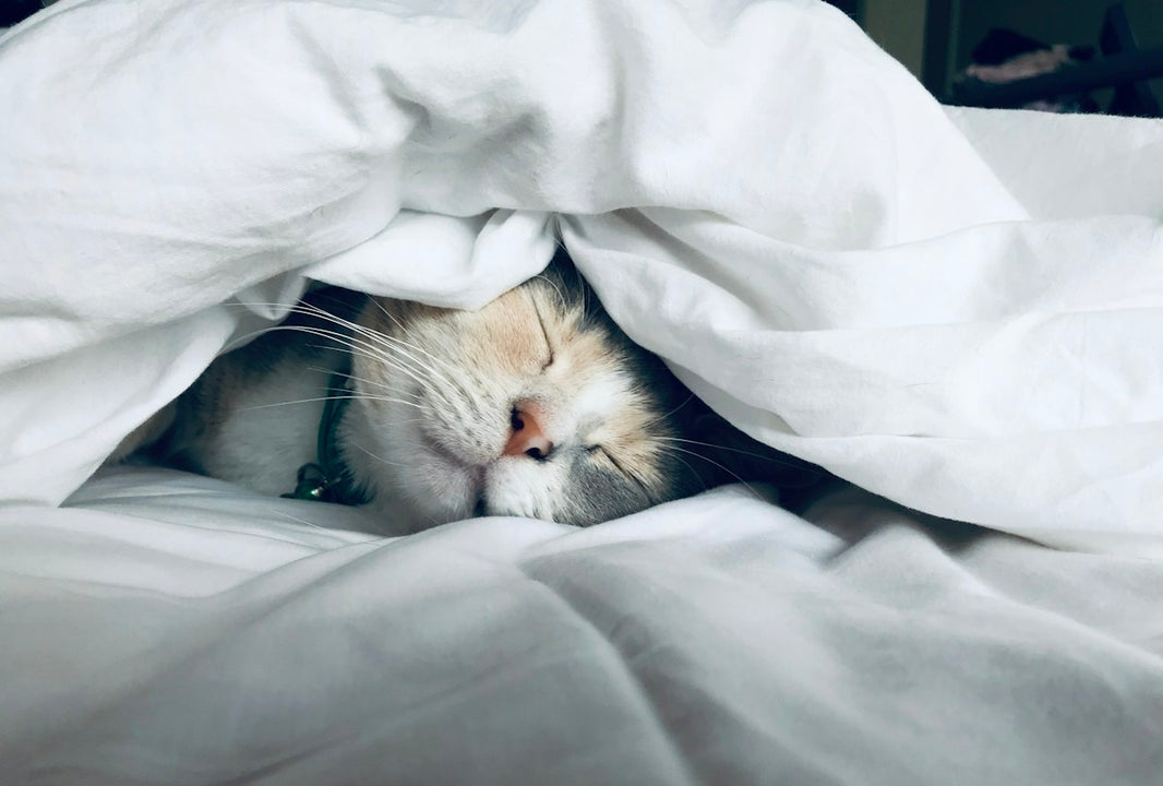 Chat blotti sous une couette blanche douillette dans une chambre fraîche