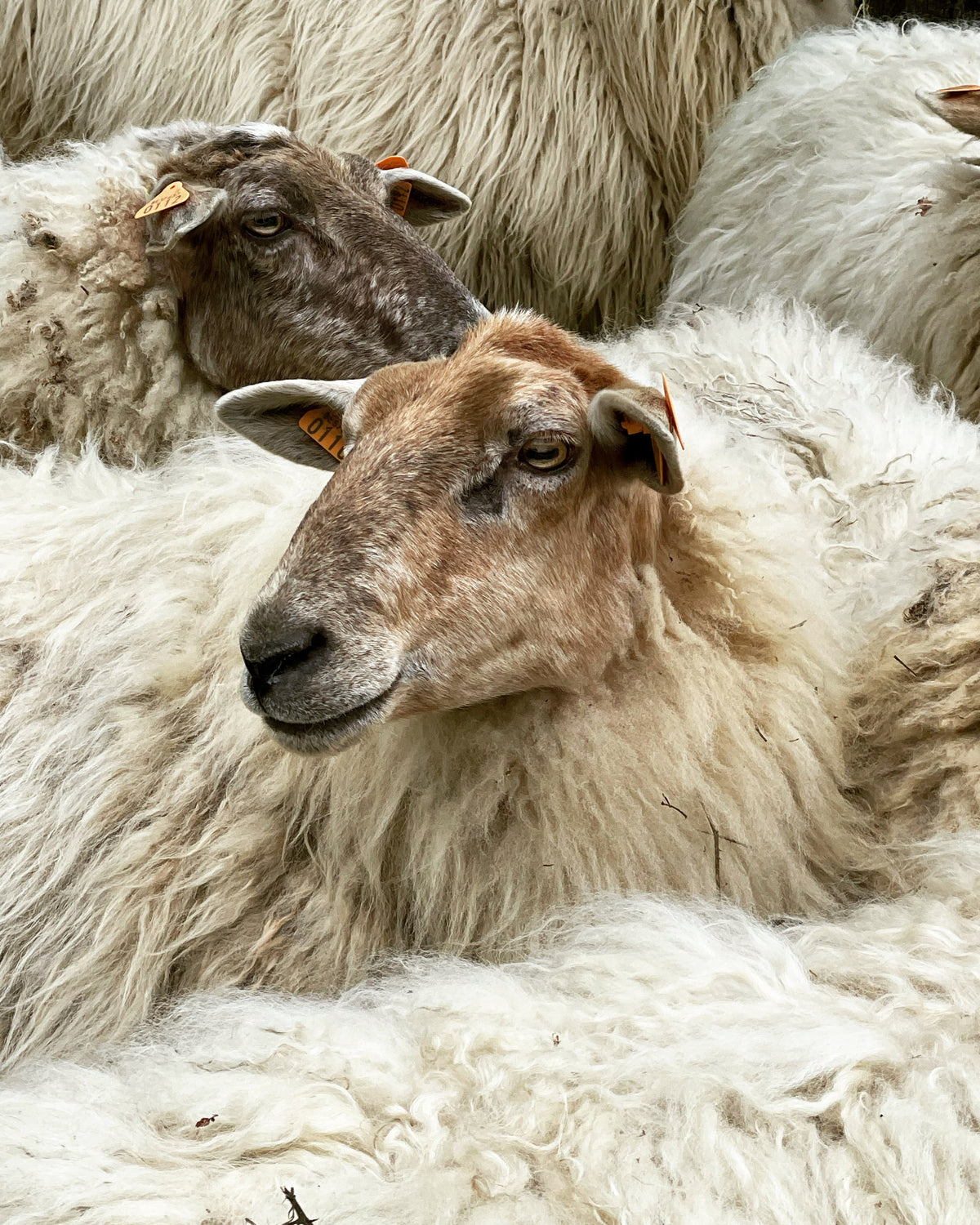 Image Lanado, literie artisanale en laine naturelle belge